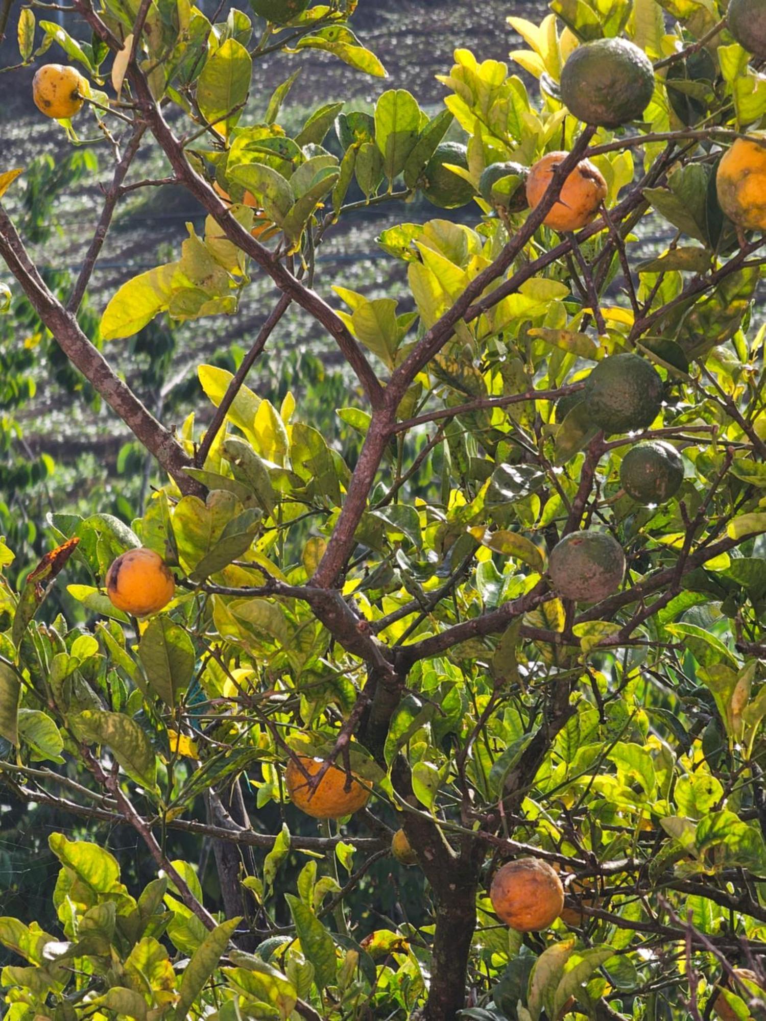 Nature Castle -Traditional Villa,Vattavada Kottakamboor Esterno foto